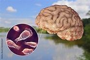 Naegleria Fowleri